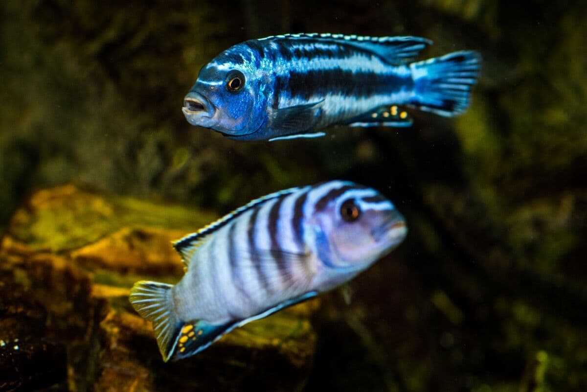 Mbuna Cichlid at Sea Cave Inc.
