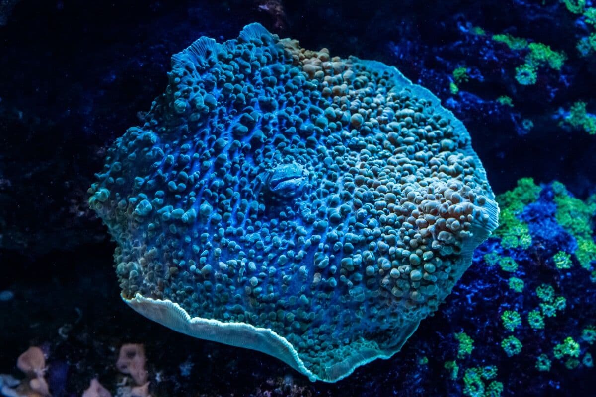 Montipora at Sea Cave Inc.