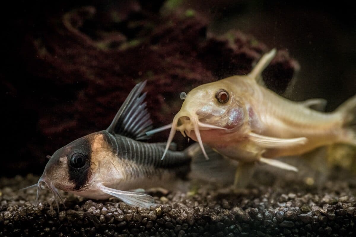 Panda Corydoras at Sea Cave Inc.