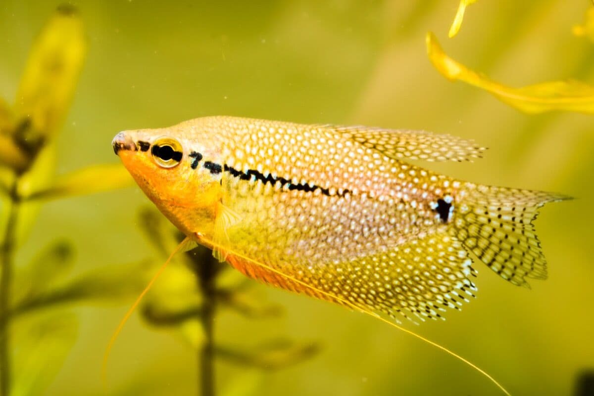 Pearl Gourami at Sea Cave Inc.