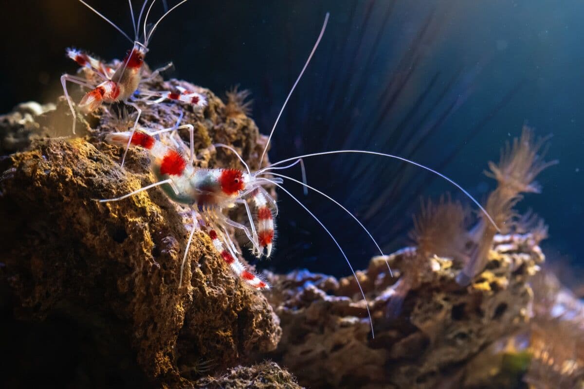Peppermint Shrimp at Sea Cave Inc.