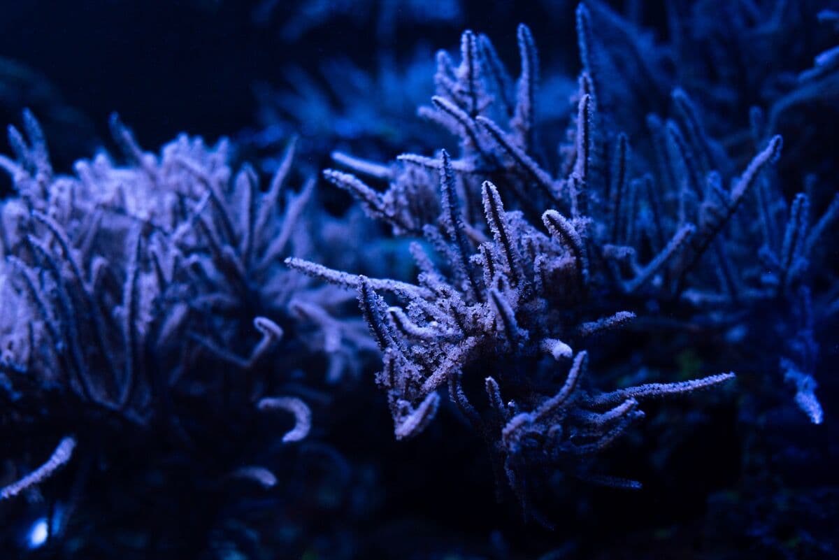 Pulsing Xenia at Sea Cave Inc.