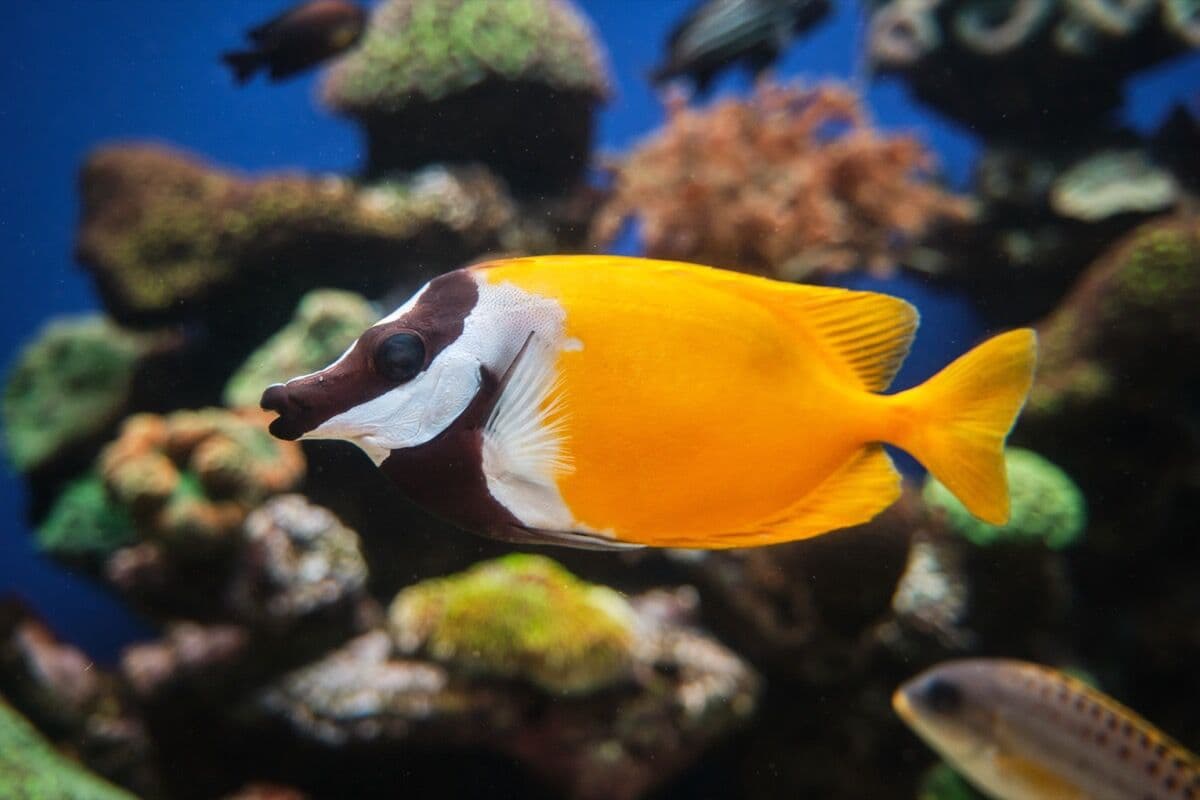 Foxface Rabbitfish at Sea Cave Inc.