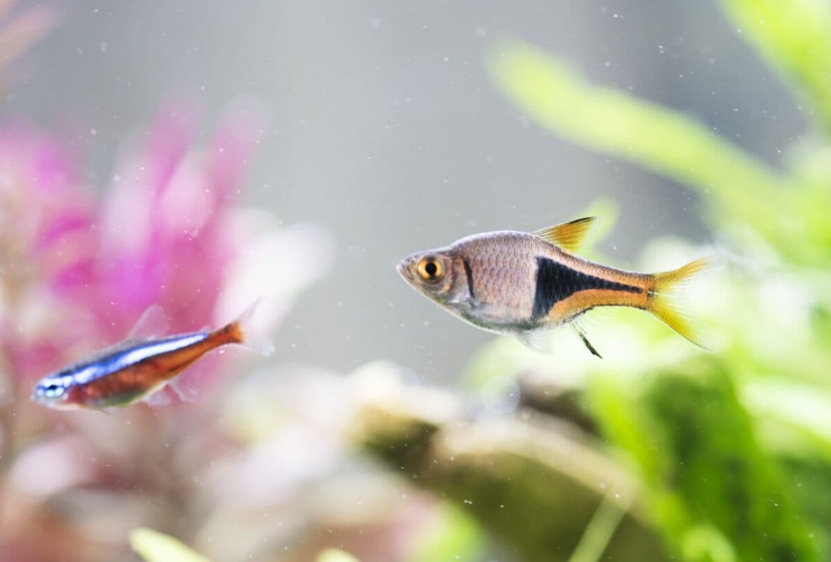 Harlequin Rasbora at Sea Cave Inc.