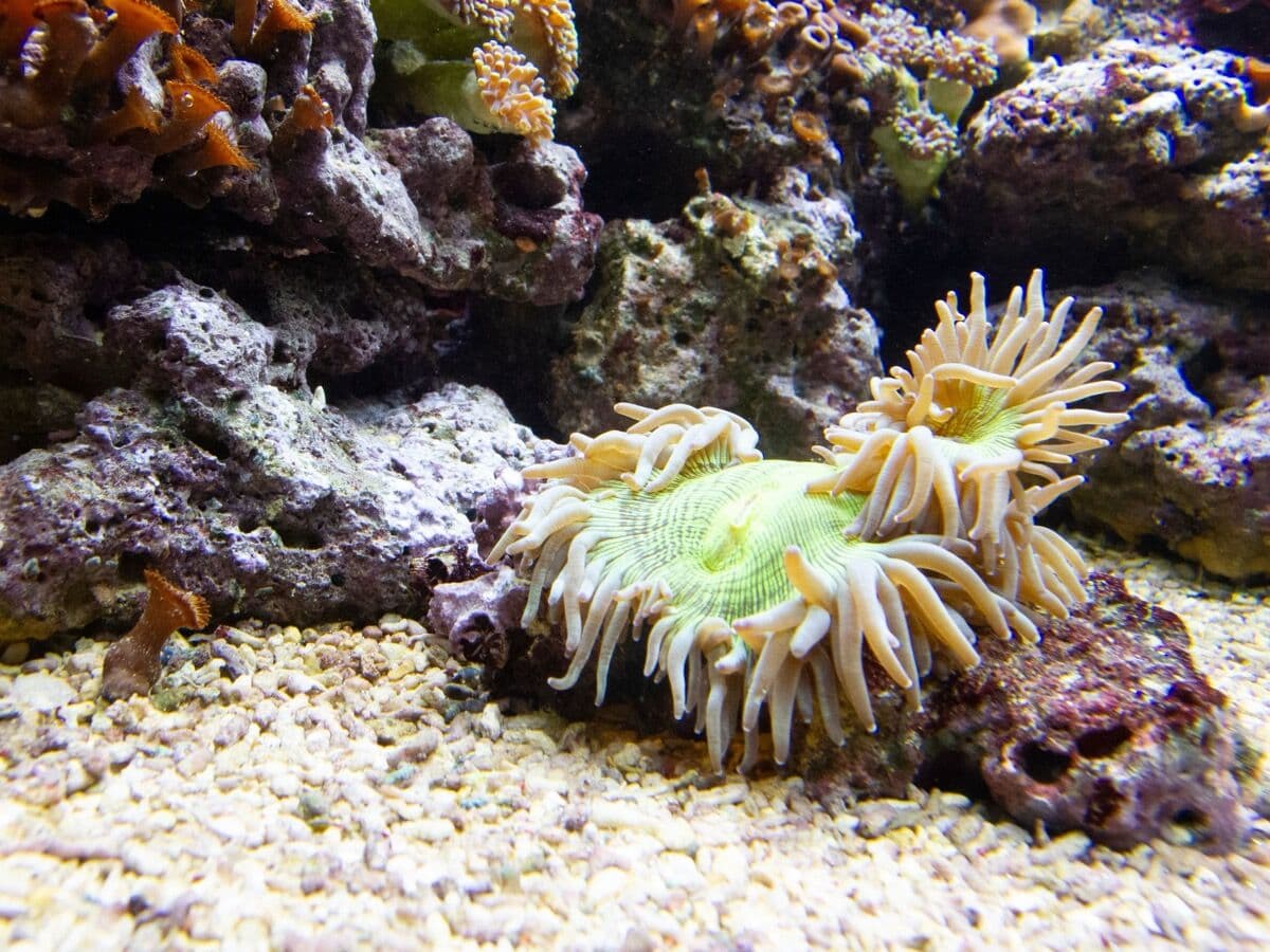 Rock Flower Anemone at Sea Cave Inc.