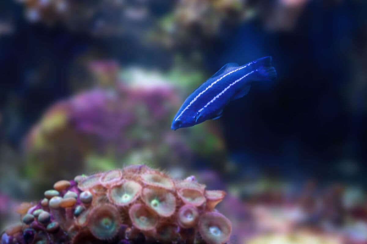 Royal Dottyback at Sea Cave Inc.