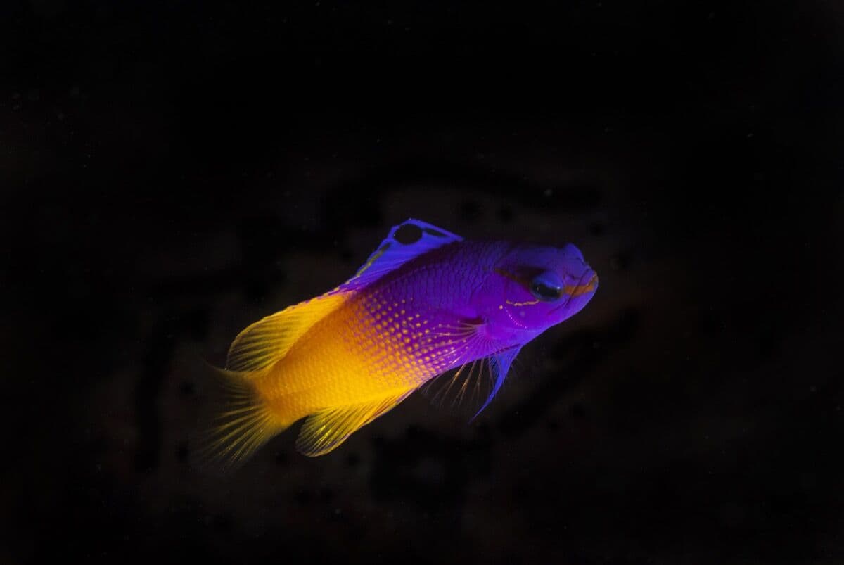 Royal Gramma at Sea Cave Inc.