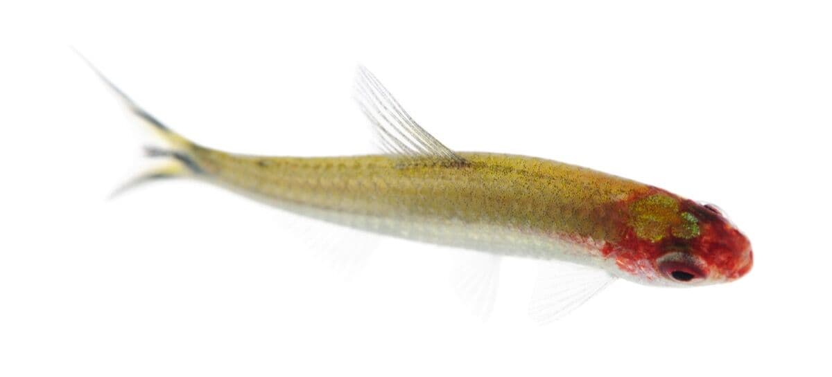 Rummy Nose Tetra at Sea Cave Inc.