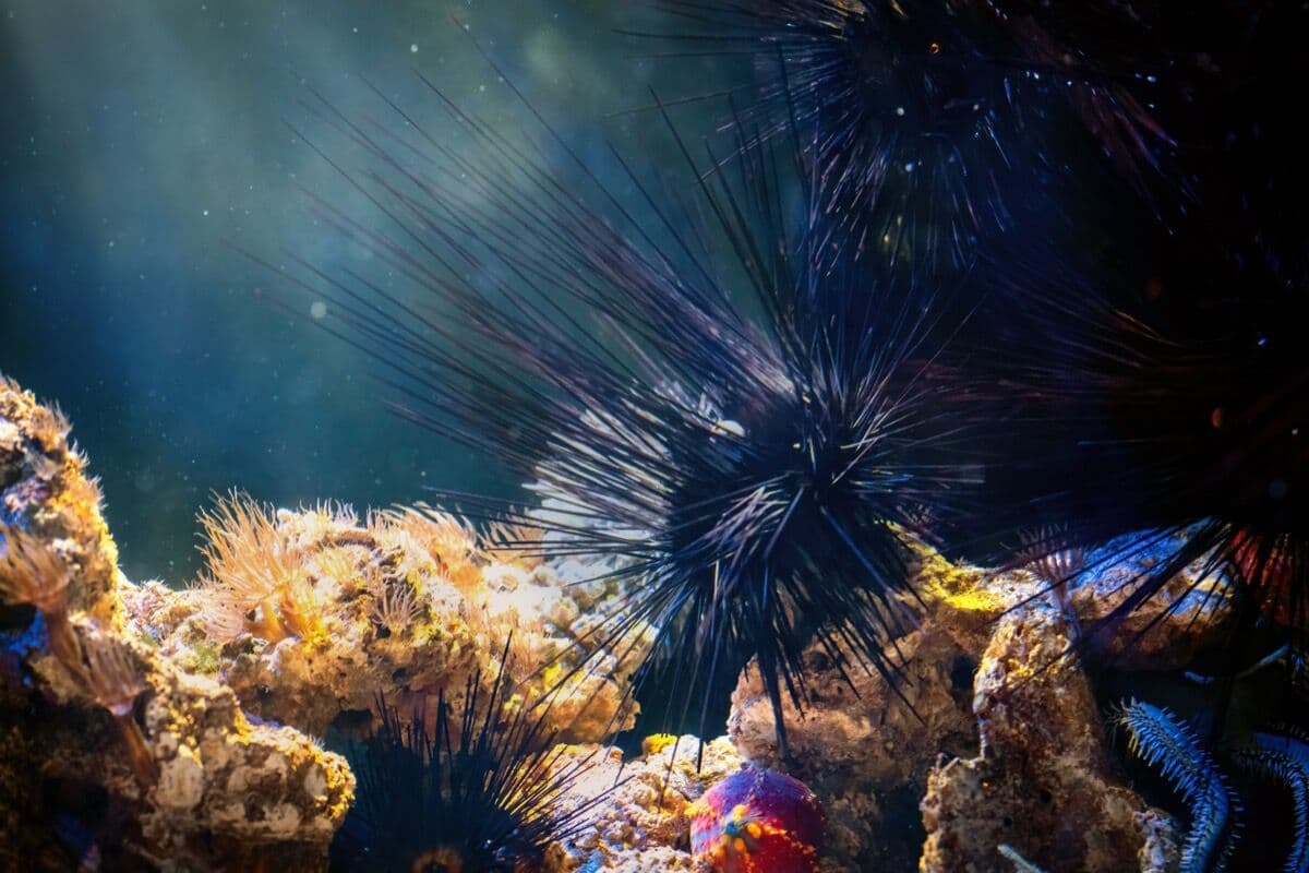 Sea Urchins at Sea Cave Inc.