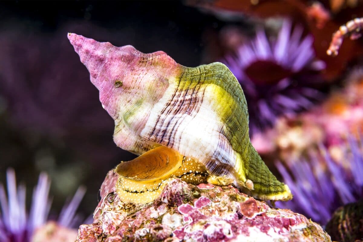 Snails at Sea Cave Inc.