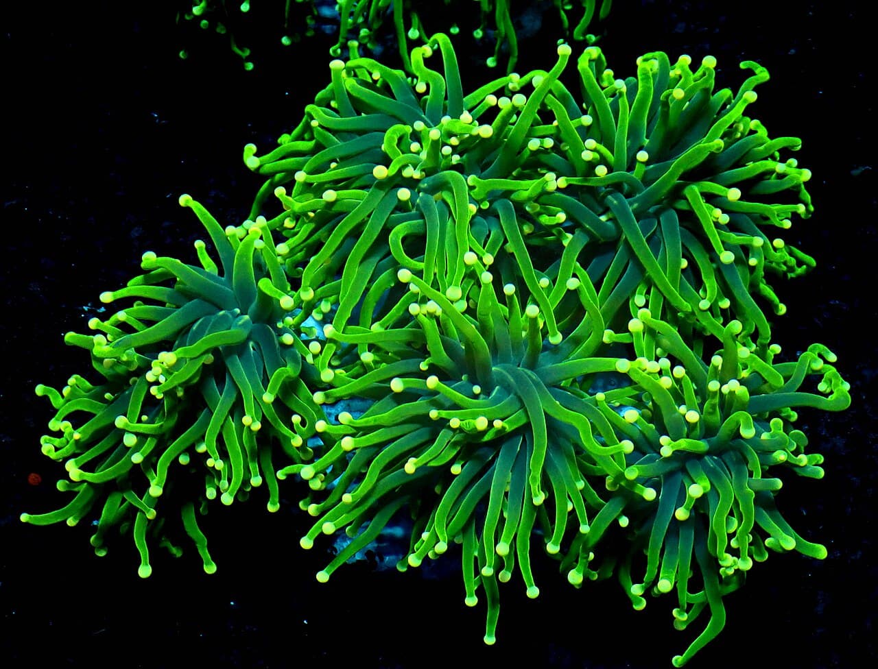 Stylophora at Sea Cave Inc.