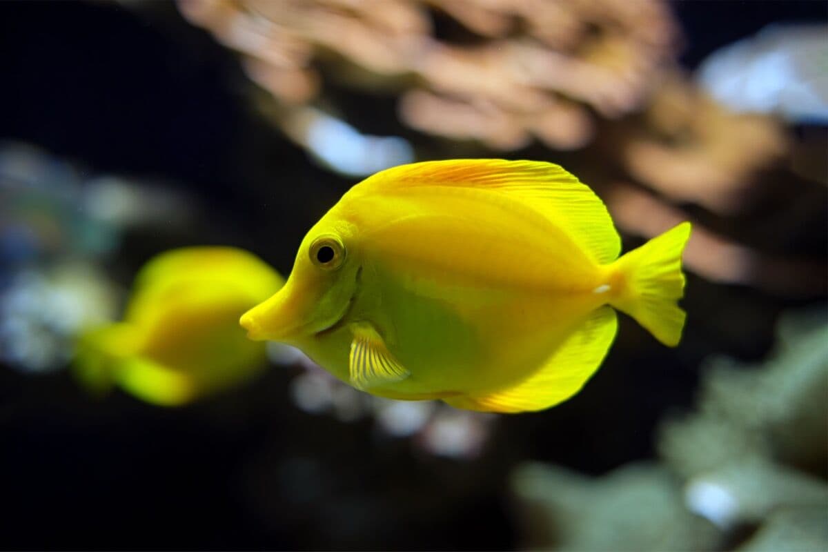Tangs at Sea Cave Inc.