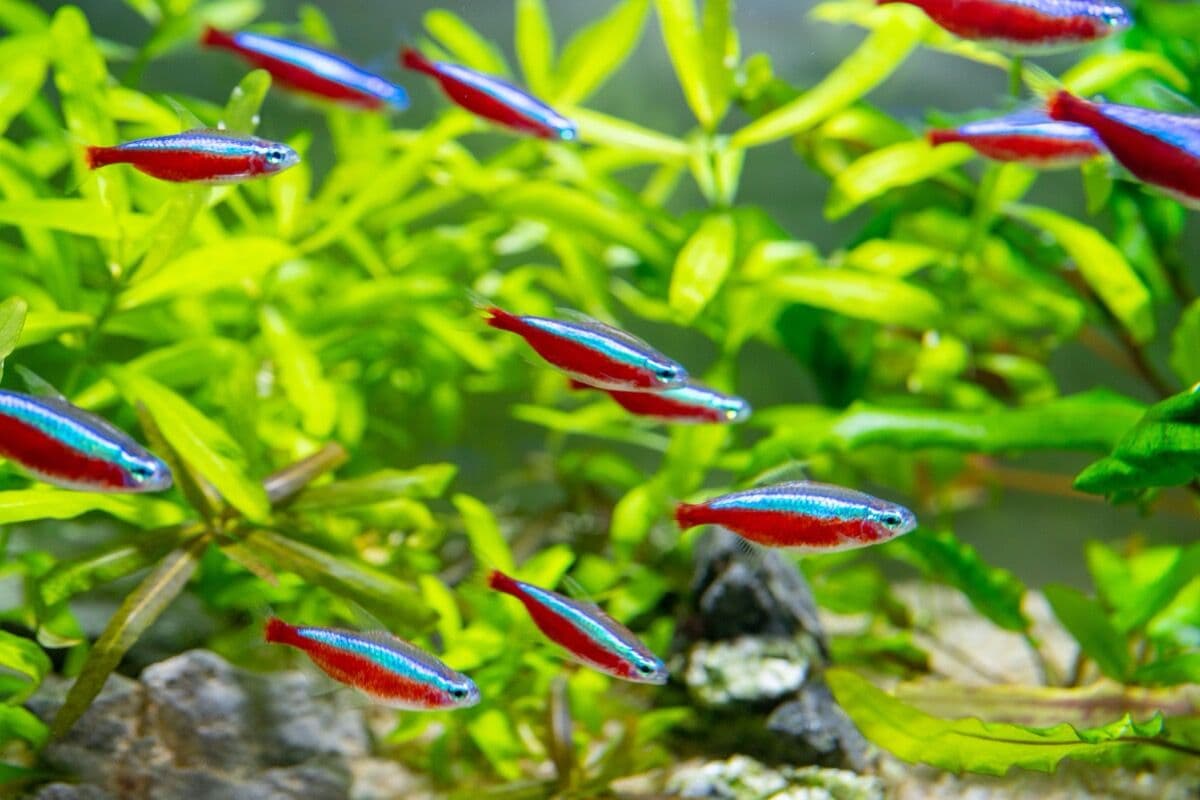 Neon Tetra at Sea Cave Inc.