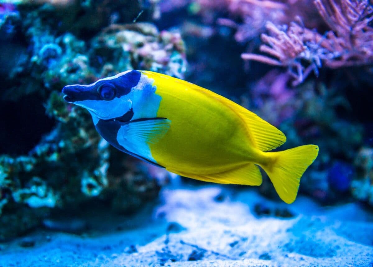 Wrasses at Sea Cave Inc.