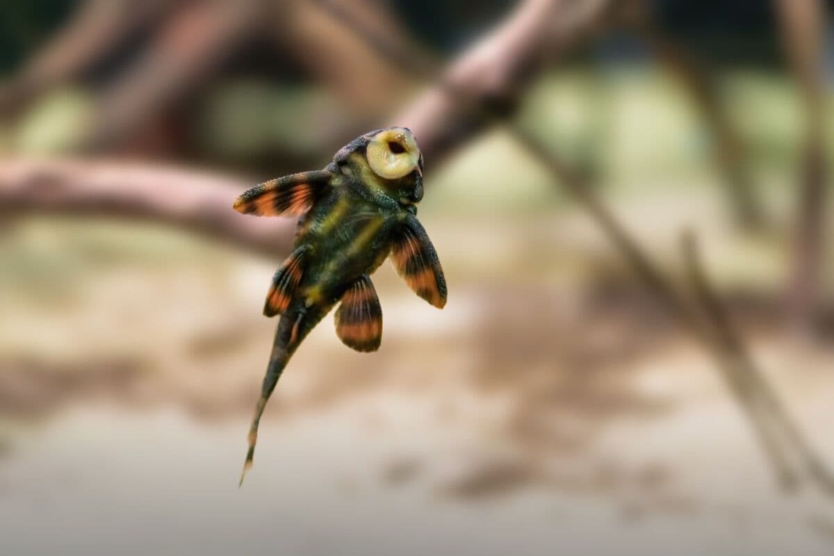 Yo-Yo Loach at Sea Cave Inc.