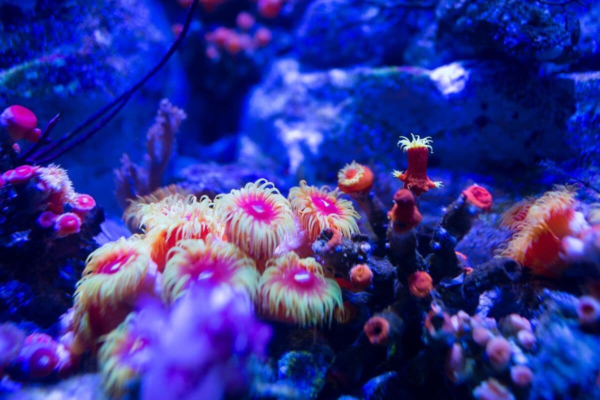 Zoanthids at Sea Cave Inc.