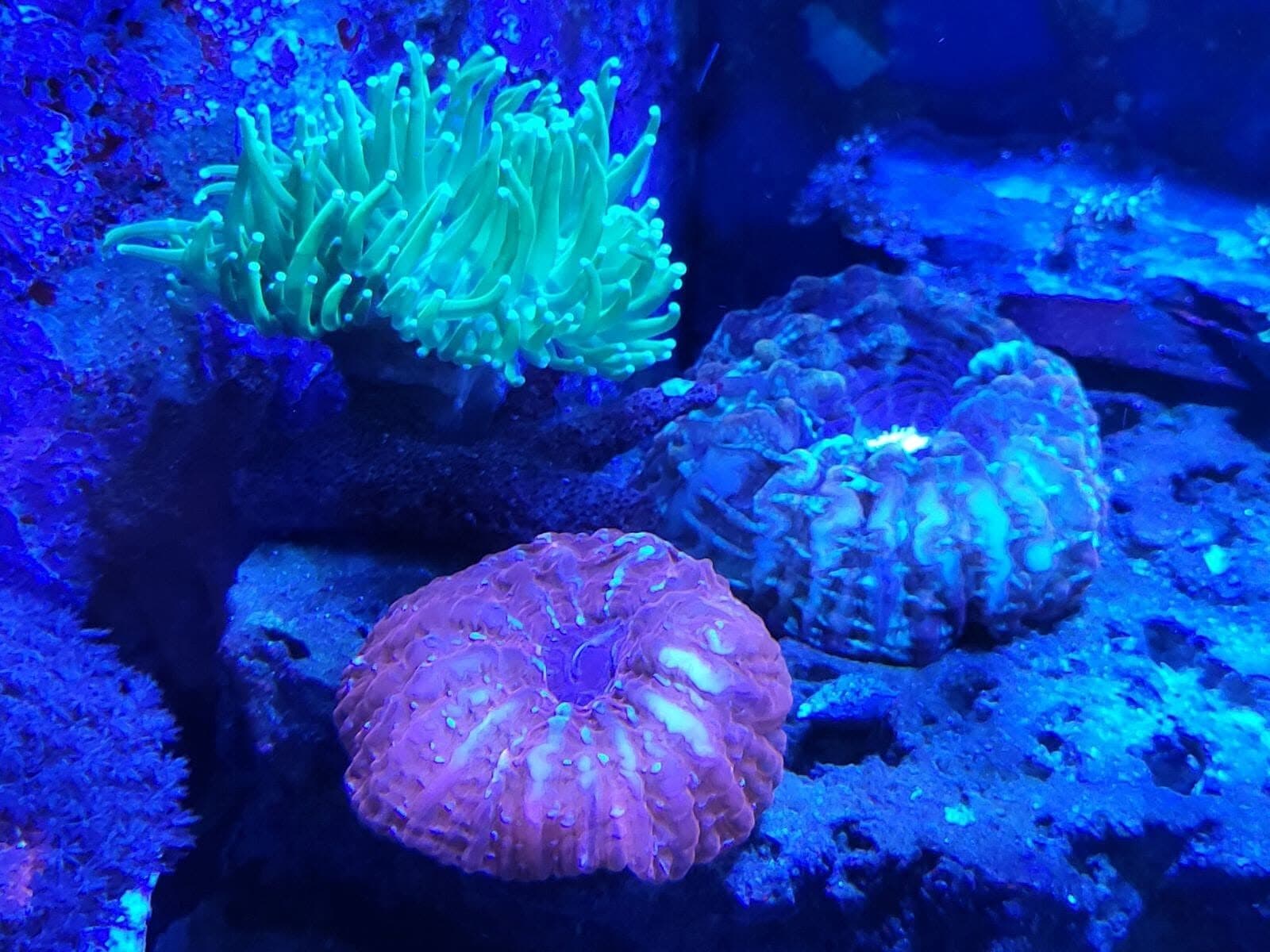 Torch coral and acan brain frags in a reef display tank at Sea Cave Inc. in Erie, PA