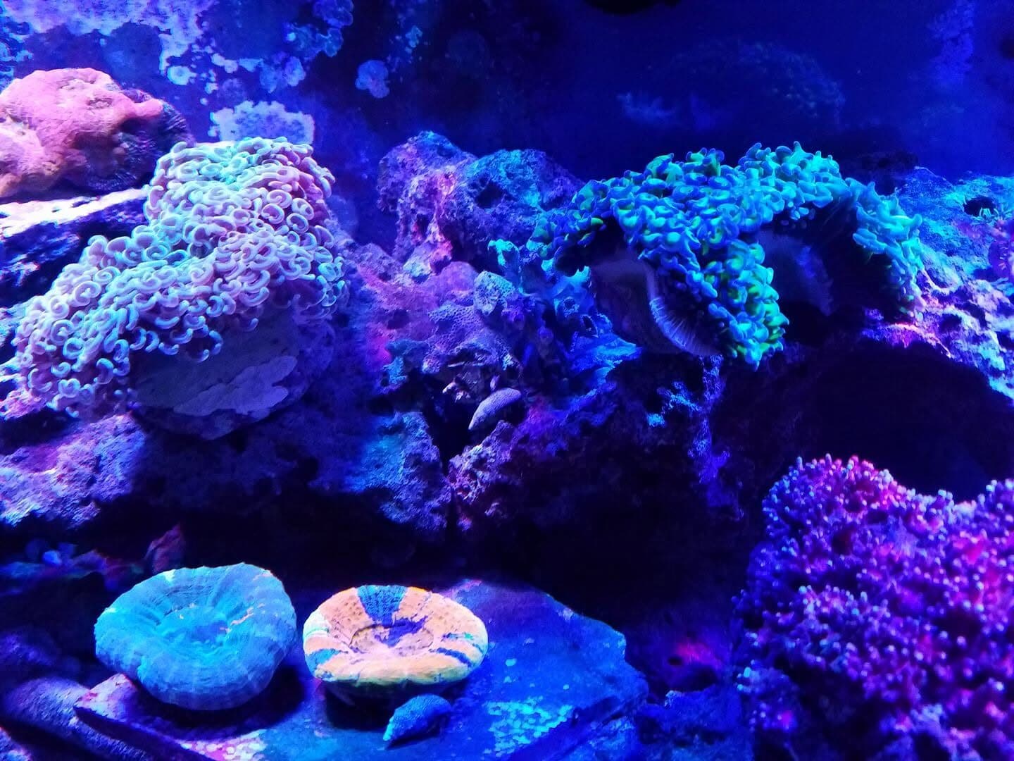 Hammer, acan, and zoa frags on the rack in a Sea Cave Inc. reef display